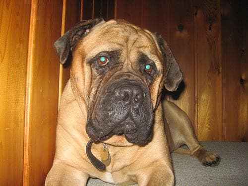 Boerboel