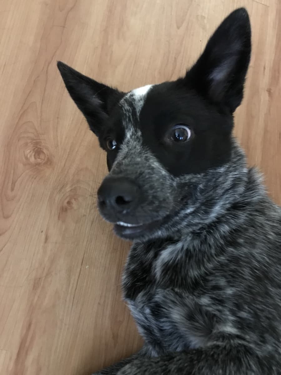 Australian Cattledog