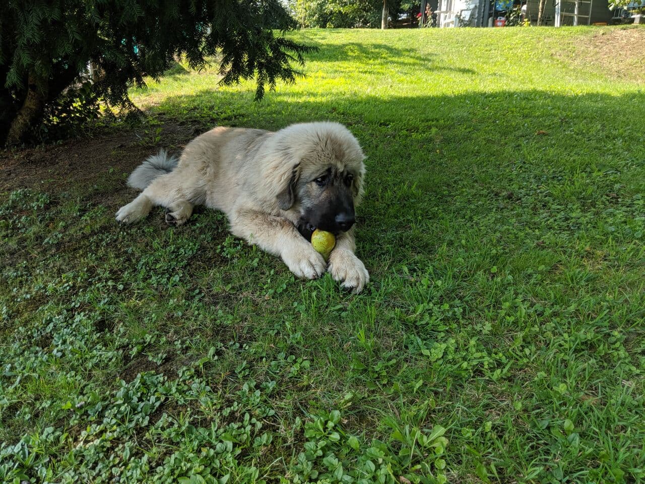 Caucasian Shepherd Dog
