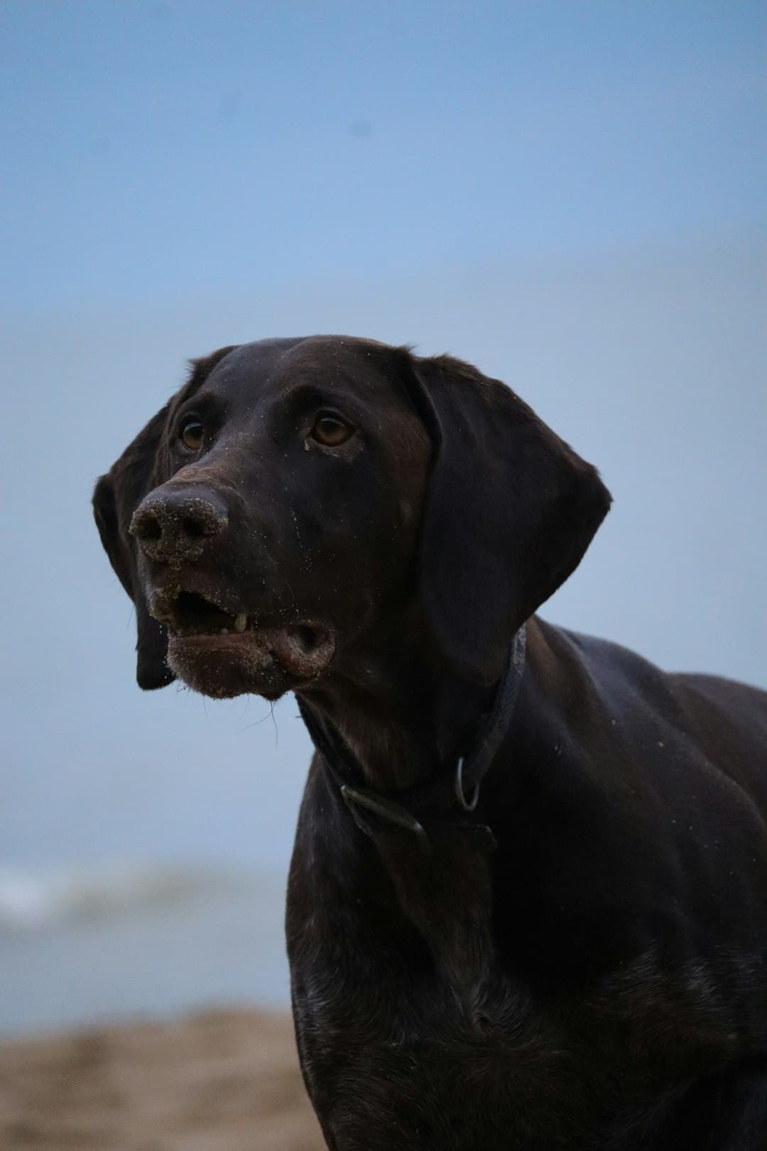 Chesapeake Bay Retriever