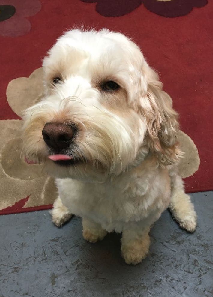 Cockapoo