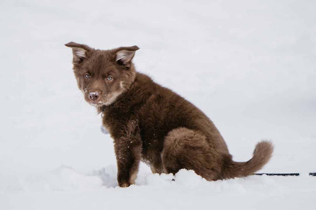 Icelandic Sheepdog