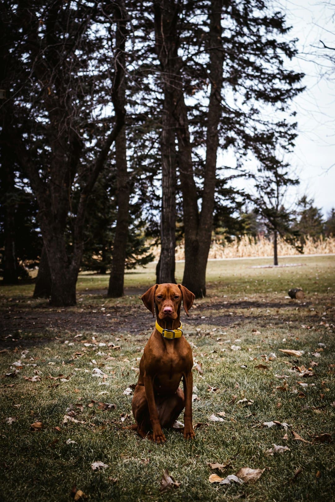 Vizsla