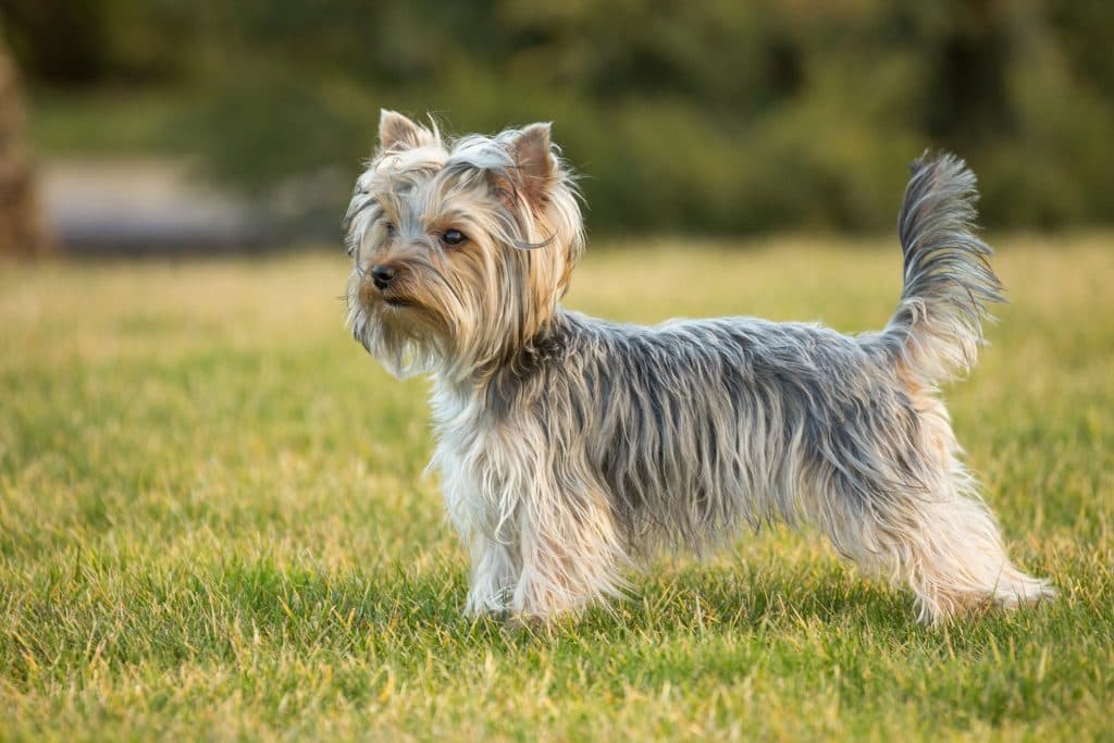 Yorkshire Terrier (Long Coat)