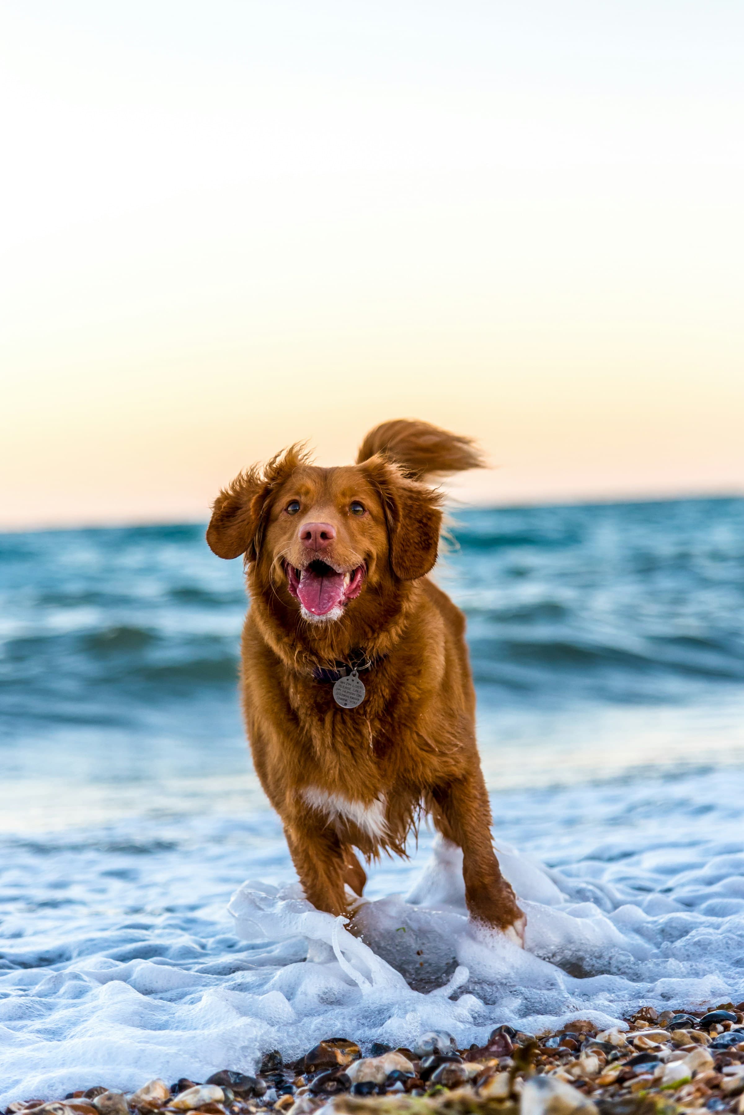 A dog running through the surf on a pebbled beach at golden hour