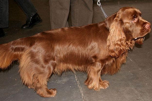 Sussex Spaniel