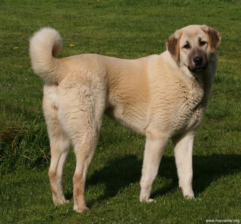 Anatolian Shepherd - Large dog breed