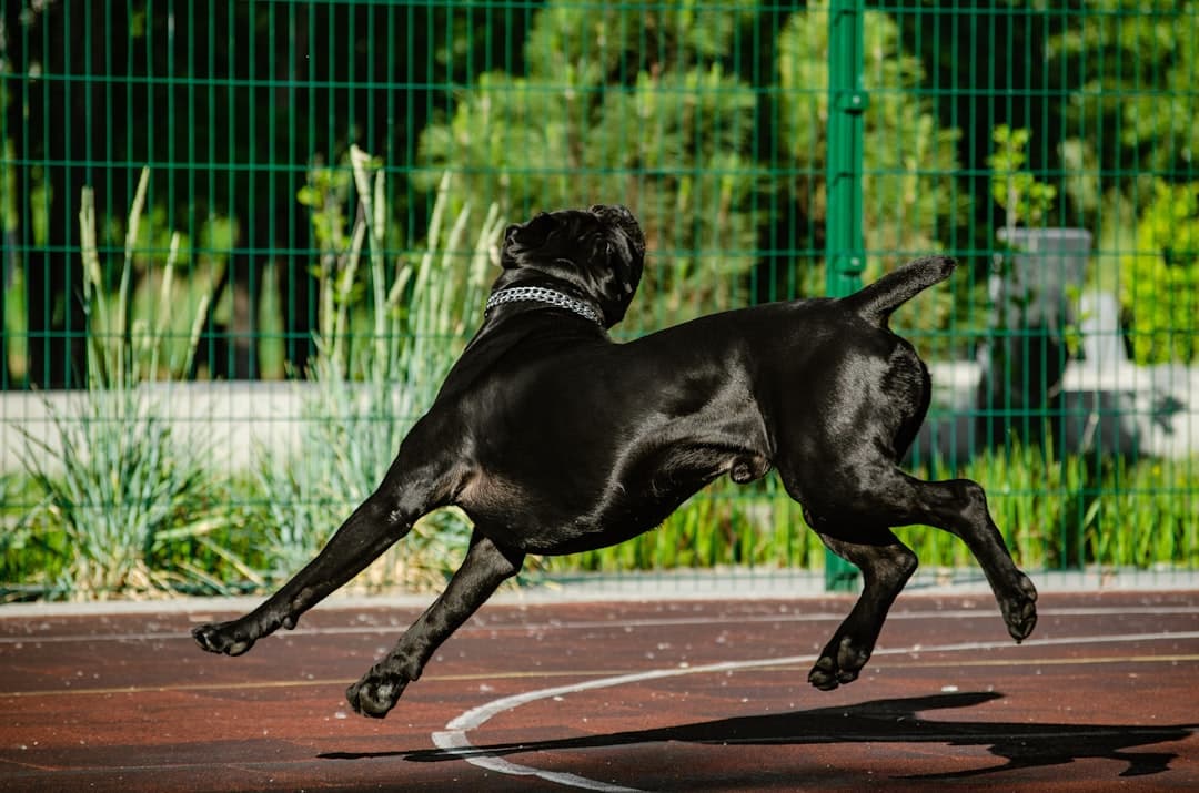 Austrian Black and Tan Hound