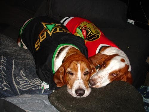 Basset Fauve de Bretagne