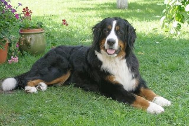Bernese Hound