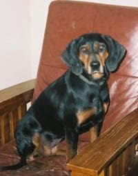 Black and Tan Coonhound