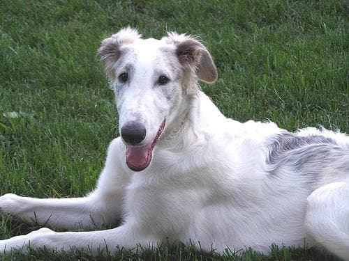 Borzoi