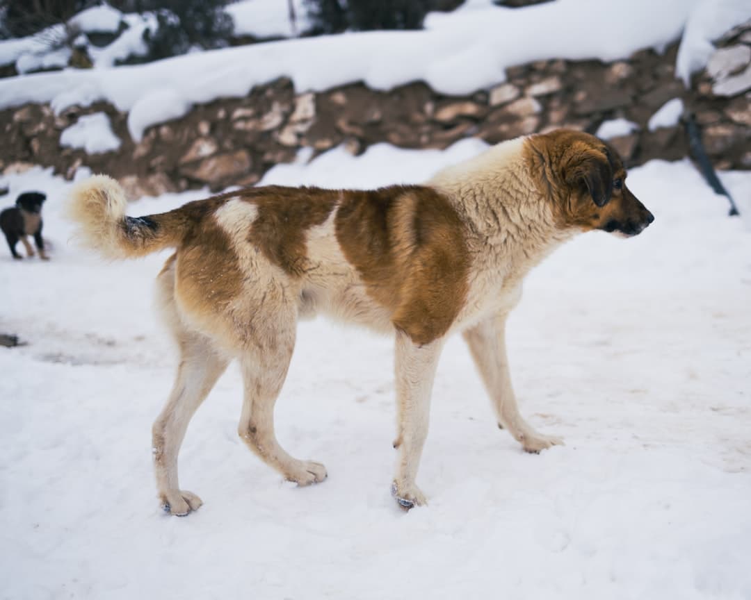 Bosnian Hound