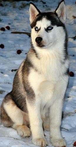 Canadian Eskimo Dog