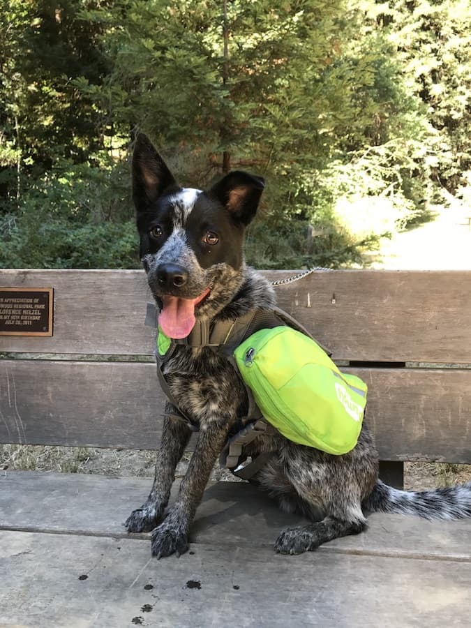 Catahoula Leopard Dog