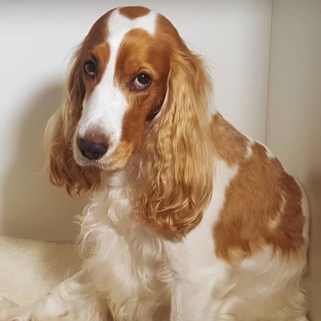 Cocker Spaniel - The breed of Lady from Lady and the Tramp