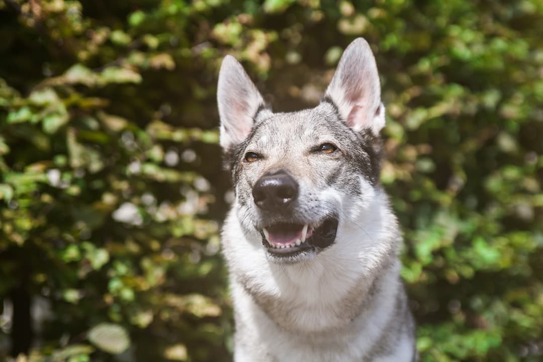 Czechoslovakian Wolfdog