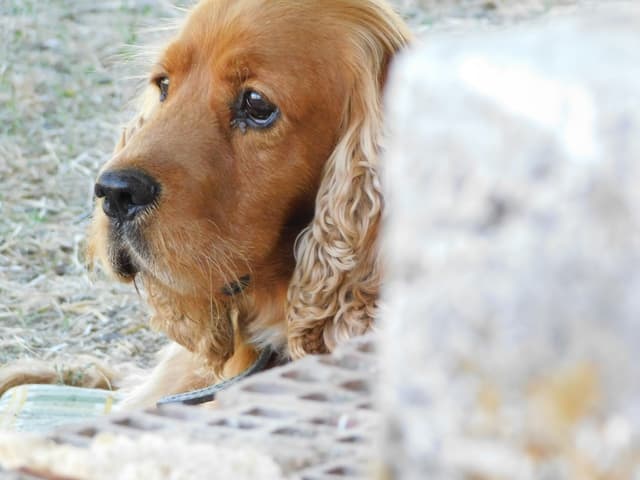 English Cocker Spaniel - Related spaniel breed