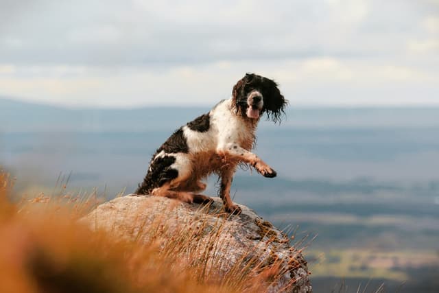 English Springer Spaniel - Related spaniel breed