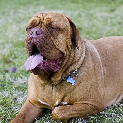 Fila Brasileiro