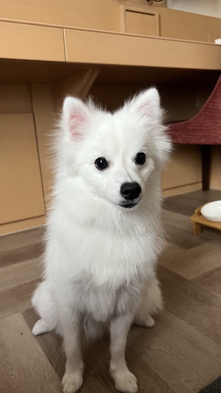 German Spitz