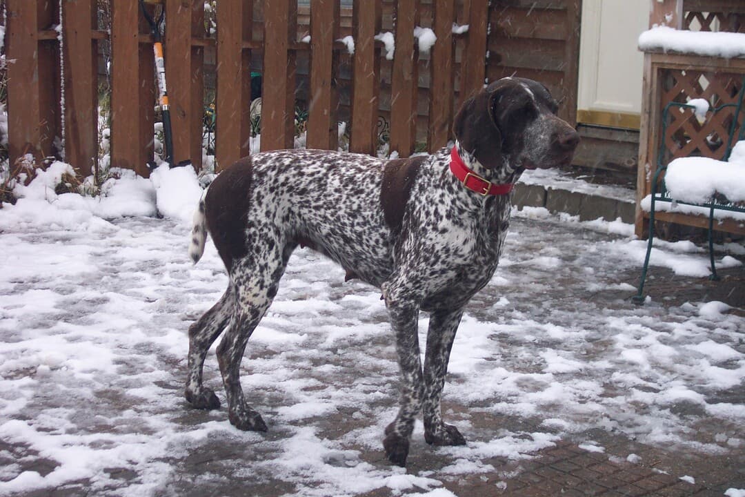 German Wirehaired Pointer