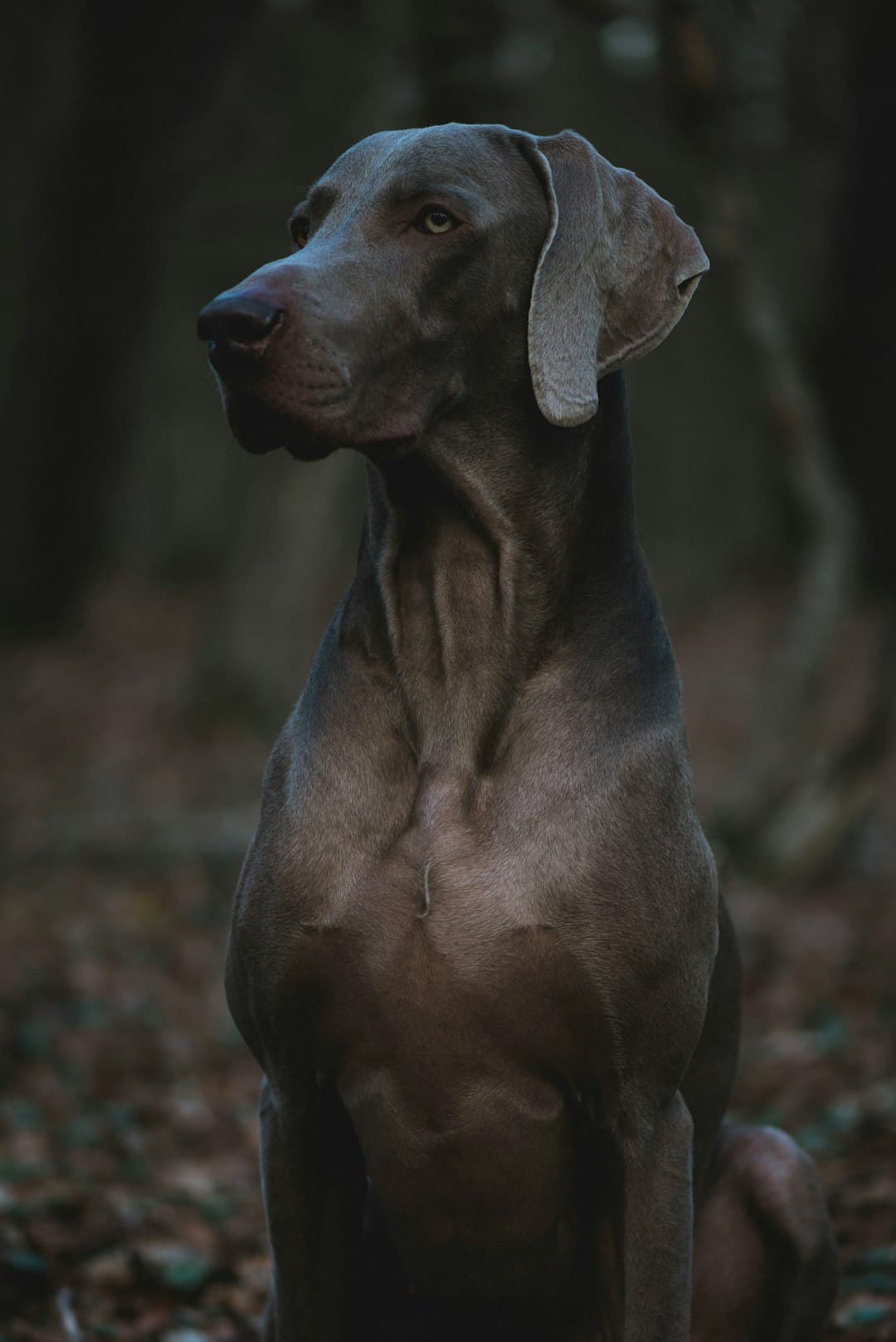 Great Dane - One of the biggest dog breeds
