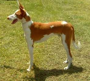 Ibizan Hound