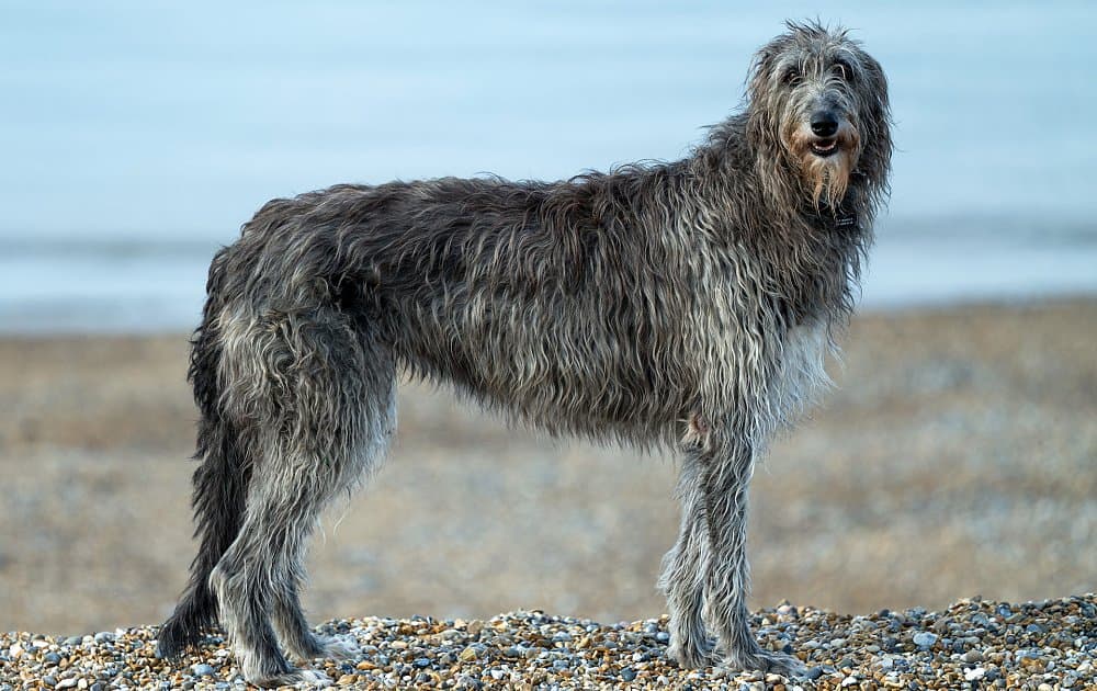 Irish Wolfhound - One of the biggest dog breeds