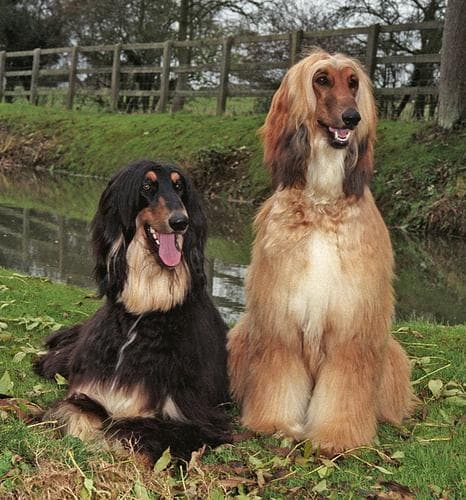 Istrian Coarse-haired Hound