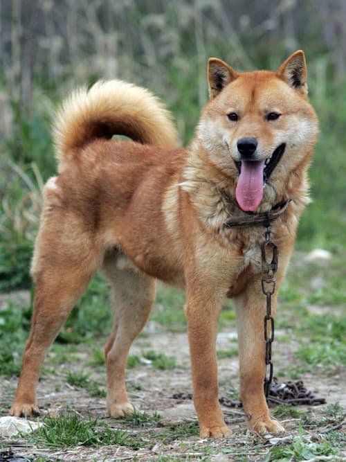 Korean Jindo - Korean Jindo Dog