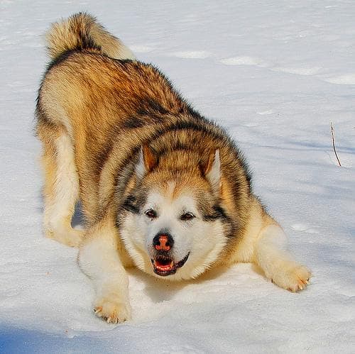 Malamute