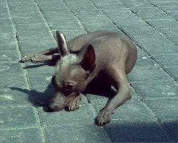 Mexicanhairless