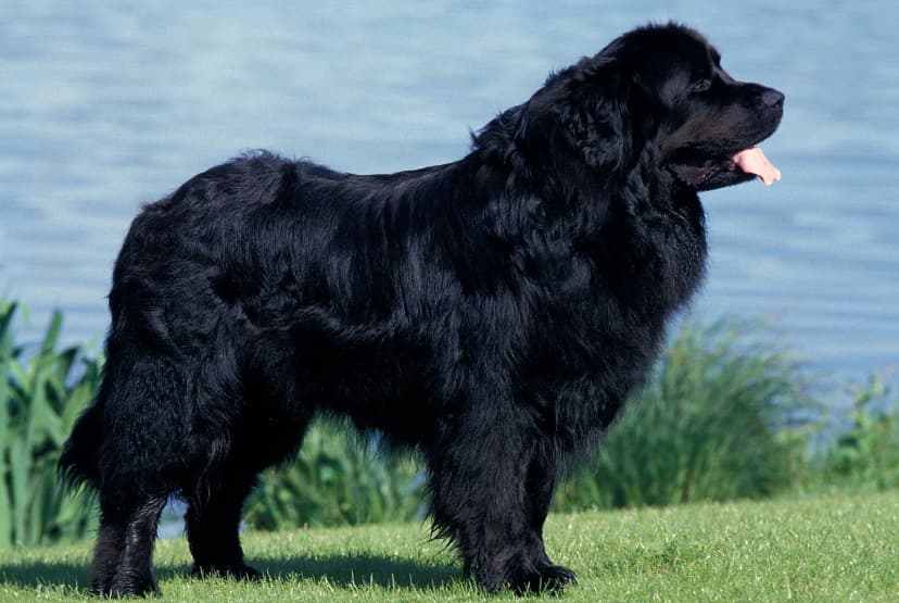 Newfoundland - Large dog breed