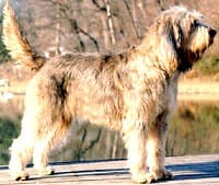 Otterhound