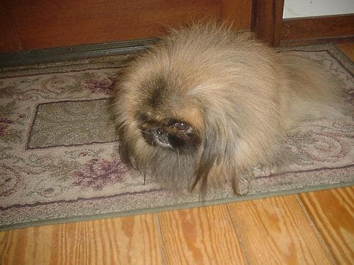 Pekinese