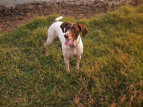 German Pointer