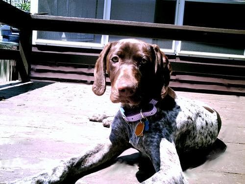 Portuguese Pointer