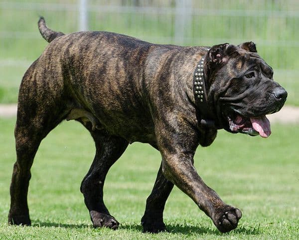 Presa Canario
