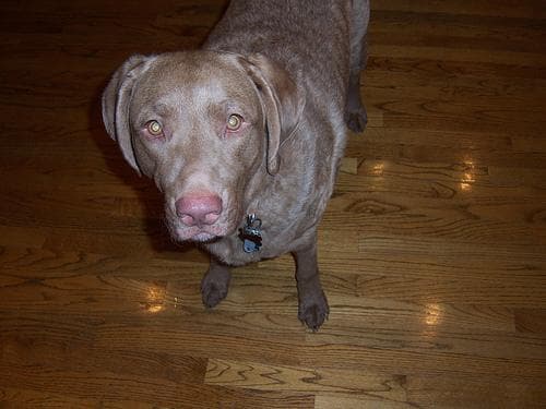 Chesapeake Retriever