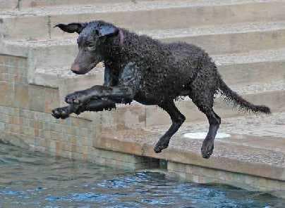 Curly Retriever