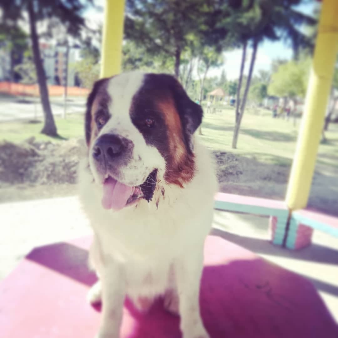 Saint Bernard