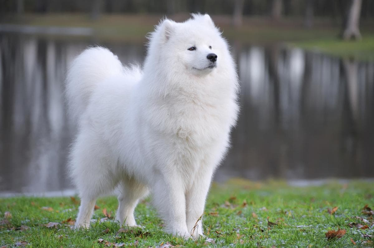 Samoyed puppies for sale