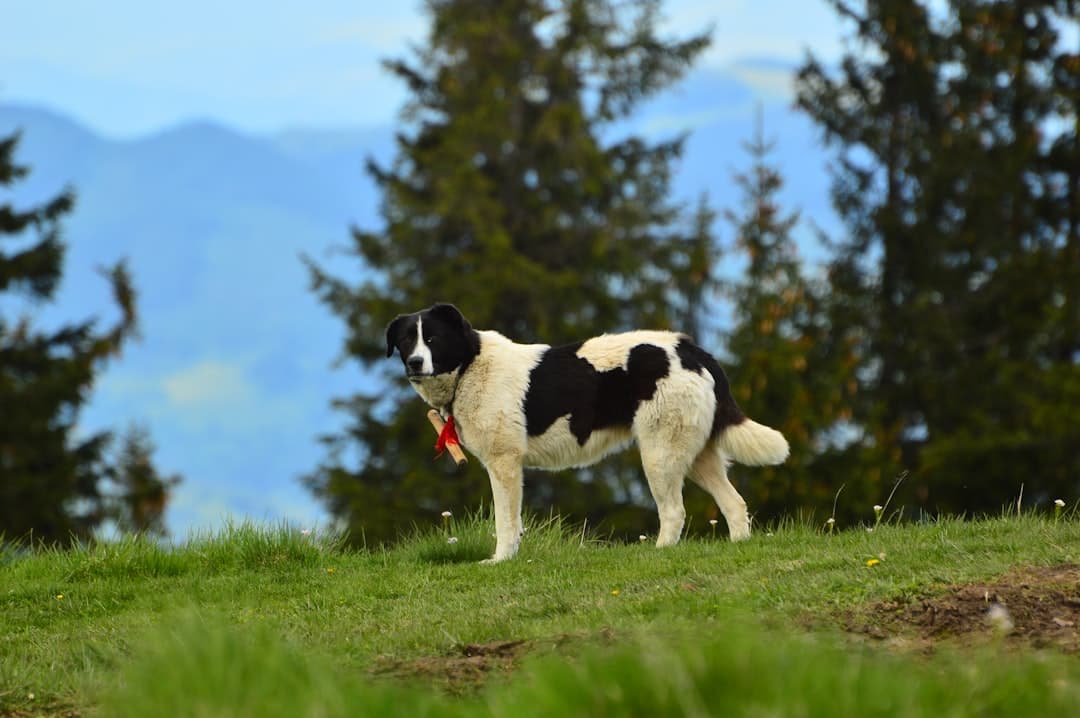 Schweizer Laufhund