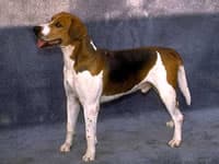 Slovakian Hound