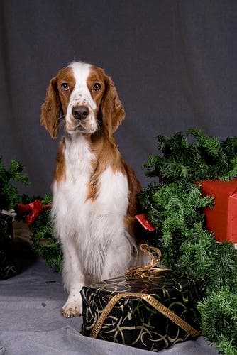 Welsh Spaniel