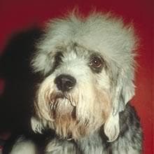 Dandie Terrier