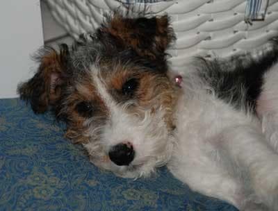 Fox Terrier