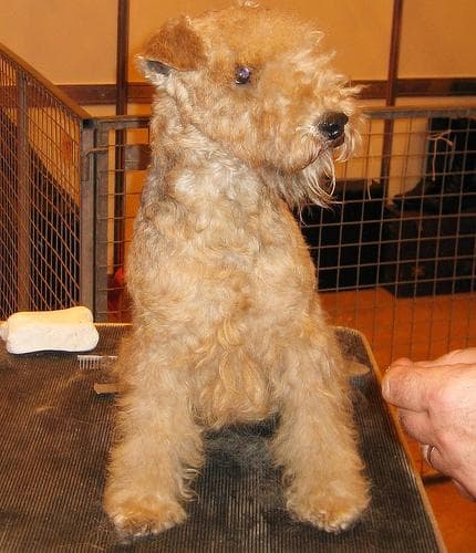 Lakeland Terrier