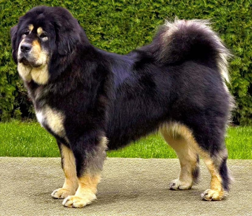 Tibetan Mastiff - Large dog breed